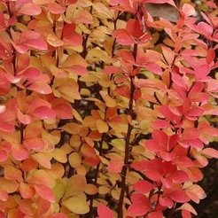 Барбарис Тунберга Maria С2 h40см