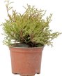Туя западная Mr.Bowling Ball C2 h20-30cм