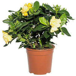 Гардения Жасминовидная d13 h30