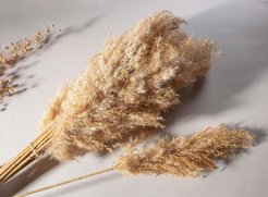 Букет декоративный Камыш 117см