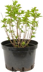 Гортензия метельчатая Little Lime С15 h20-30см