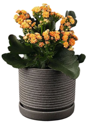 Каланхое D11