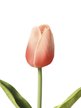 Цветок искусственный Светлый Тюльпан 34х3,5х3,5см