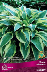 Корневище Хоста гибридная Бобкэт 1шт