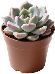 Эхеверия D5,5 H7-8см