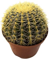 Кактус Mixed Cites d8,5 h20