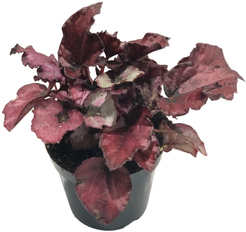 Бегония Рекс Ред Булл d9