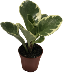 Пеперомия Уса d5