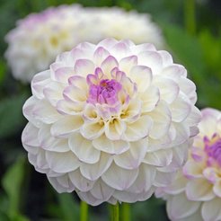 Клубень Георгина шаровидная Эвелин 1шт