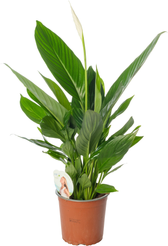 Спатифиллум Бинго Купидо d17 h70