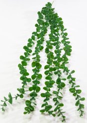 Растение искусственное Эвкалипт ампельный 80см