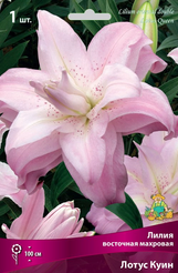 Луковица Лилия восточная махровая Лотус Куин 1шт