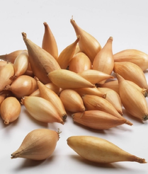 Лук-севок Олина 0,5кг