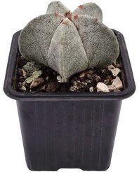 Астрофитум d5 h5