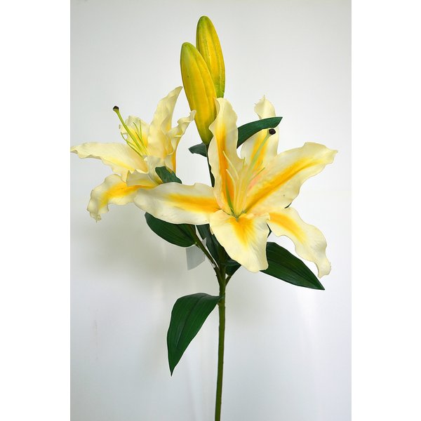 Лилия ветвь 4 цветка белая с желтым 90см