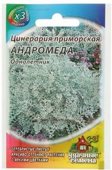 Семена Цинерария приморская Андромеда 0,05г
