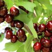 Саженец Вишня обыкновенная Шоколадница (2-летка)