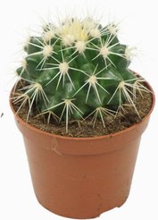 Эхинокактус Грузони d8,5 h16