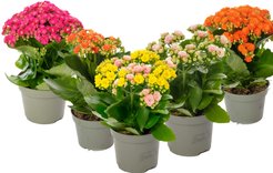 Каланхоэ Каландива Микс d10 h20-25