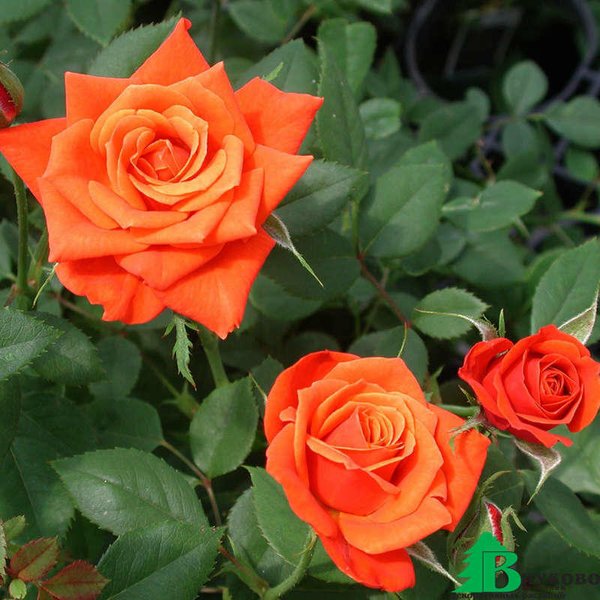 Роза миниатюрная Оранж С2 15-20
