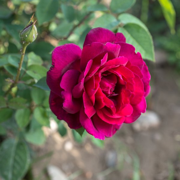 Роза чайно-гибридная сорт Алматинская (в тубе)