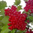 Саженец Калина плодовая Соузга С2 Н40