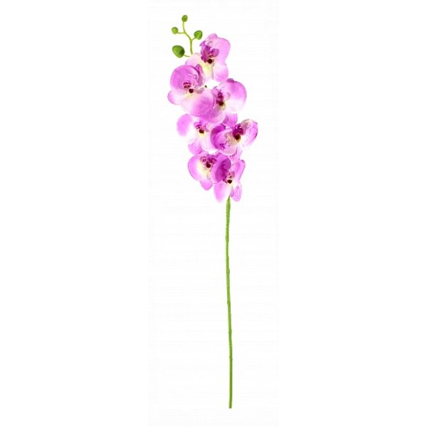 Орхидея Фаленопсис Анджи 90см