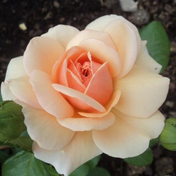 Роза чайно-гибридная Эмми С2 