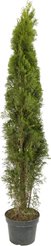 Туя западная Smaragd С10 h160-180см