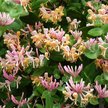Жимолость вьющаяся Caprifolium С2 h50см