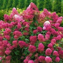 Гортензия метельчатая Wim`s Red Р9