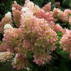 Гортензия метельчатая Phantom C2 h20-25см