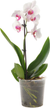 Орхидея Фаленопсис Микс 1 ветка d12