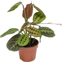 Маранта Леуконора Фасцинатор d12 h30