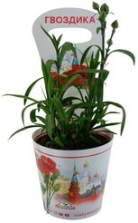 Рассада Гвоздика d11 h25см