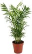 Хамедорея Элеганс D17 H60