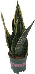 Сансевиерия Голд Флейм d10