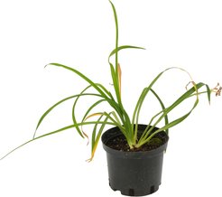 Лилейник Bloomfinity Blushing Bluebell С2