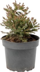 Ель обыкновенная Nidiformis C2 h20-30см Польша