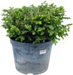 Ель обыкновенная Nidiformis C10 h20-30см