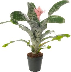 Эхмея Fasciata Primera d15 h70