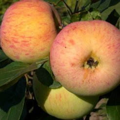 Саженец Яблоня Медуница ранняя С7 h100-140см