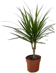 Драцена Маргината 1 cт d12 h45