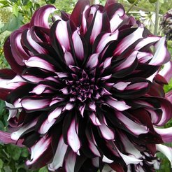 Клубень Георгина декоративная Тартан 1шт