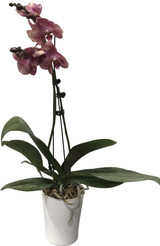 Фаленопсис Монтрё 2 ст d9