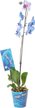 Орхидея Фаленопсис Королевский голубой 1ст D12 (окрашеный)