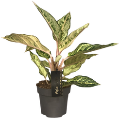 Аглаонема Шартрез Притти d12