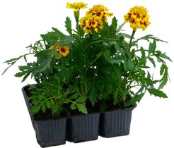 Рассада Тагетес отклоненный (бархатцы), кассета 9шт