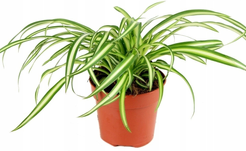 Хлорофитум микс D16