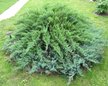 Можжевельник обыкновенный Green Carpet С2 h20-30см